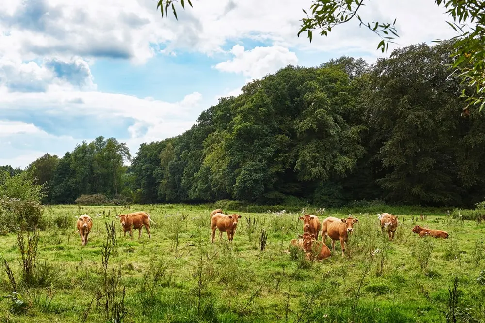 Landschap Bomen Koeien Min