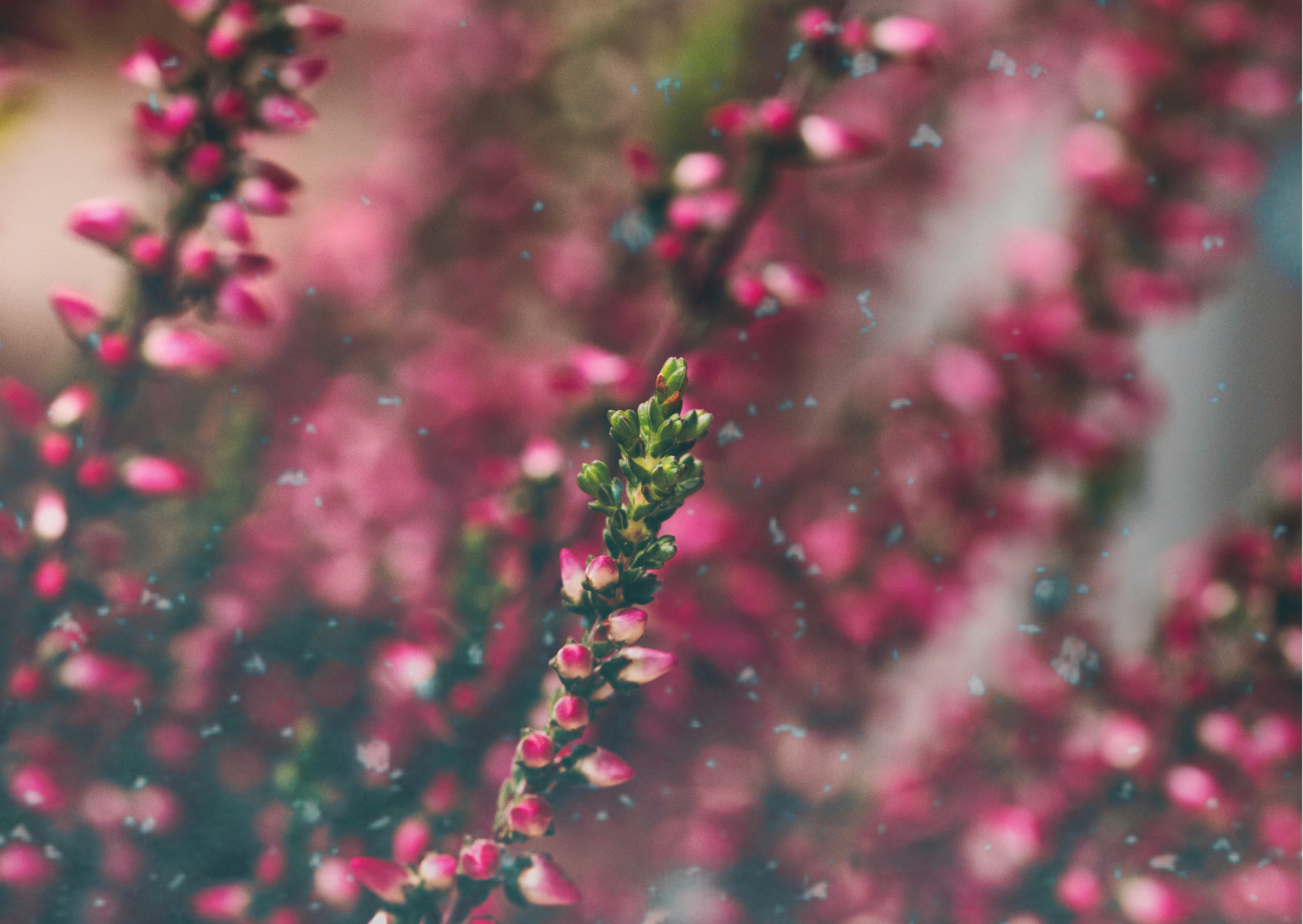 Kopie Van Kopie Van Neutral Elegant Family Photo Happy Easter Postcard