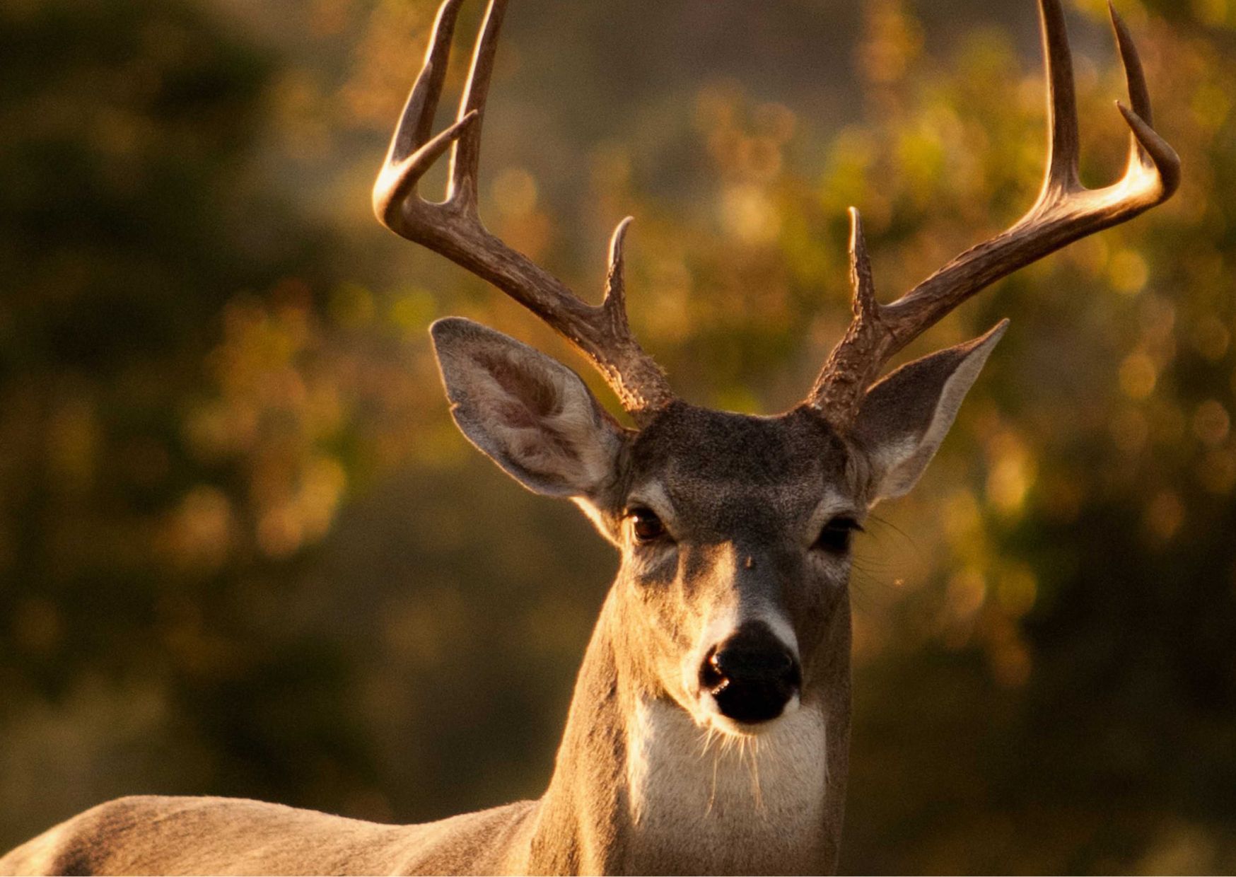 Kopie Van Kopie Van Kopie Van Kopie Van Neutral Elegant Family Photo Happy Easter Postcard