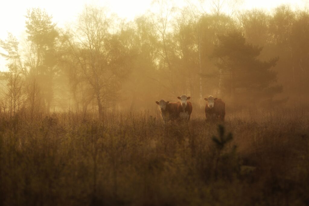 9253 Beuninger Achterveld Natuur Dieren