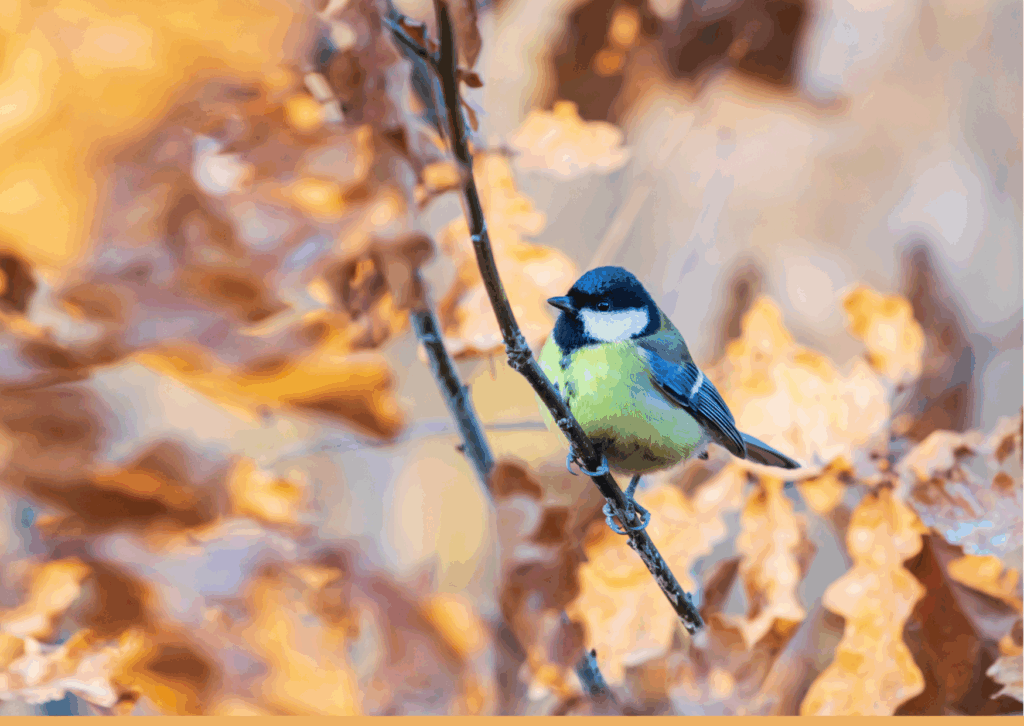 Vogel Herfst