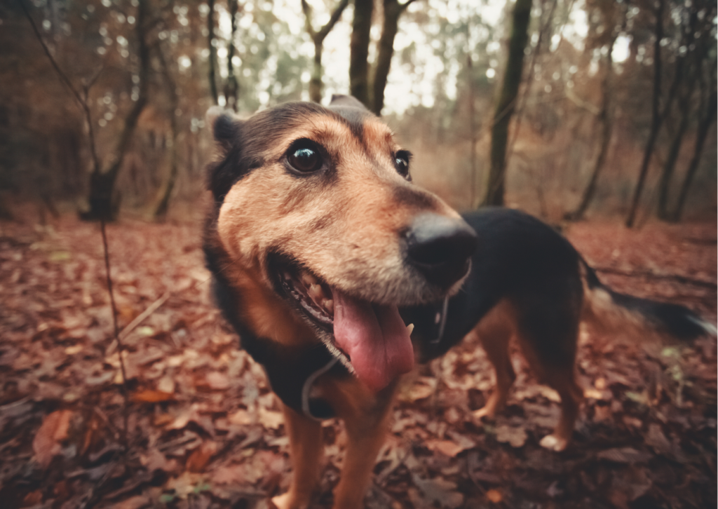 Kopie Van Kopie Van Kopie Van Kopie Van Kopie Van Kopie Van Kopie Van Kopie Van Neutral Elegant Family Photo Happy Easter Postcard (5)